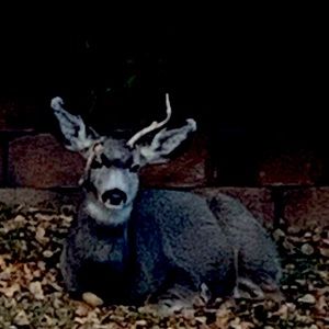 Meet your Posher, Torie